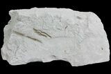 Ediacaran Aged Fossil Worms (Sabellidites) - Estonia #73519-1
